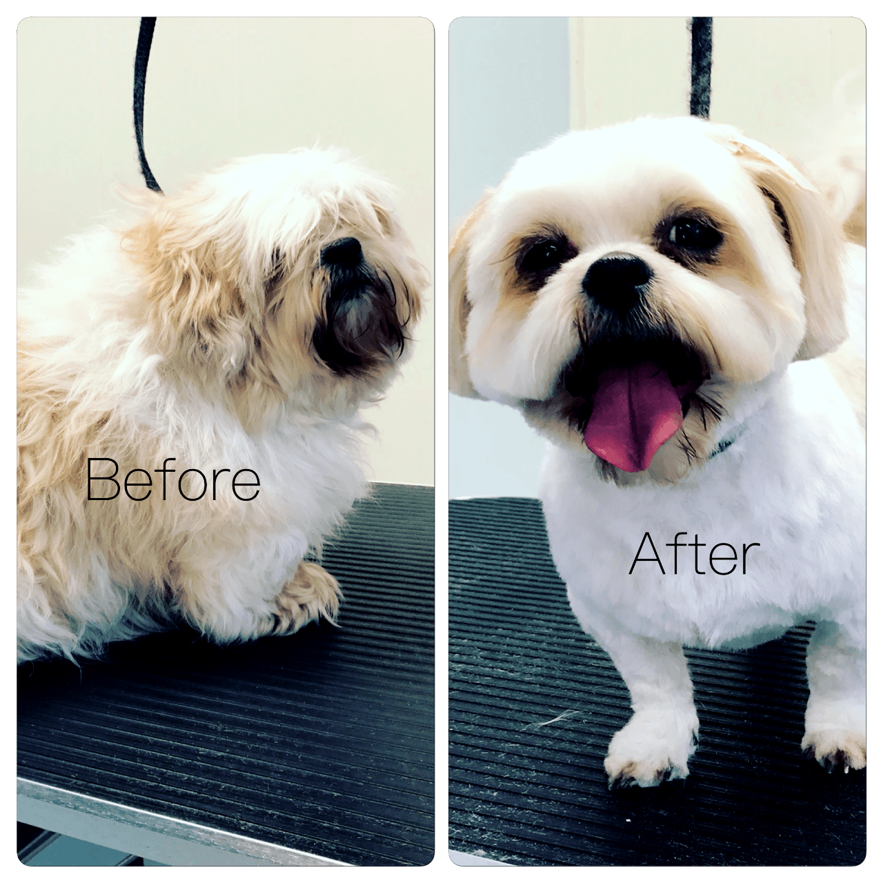 A before and after picture of a dog sitting on a table.
