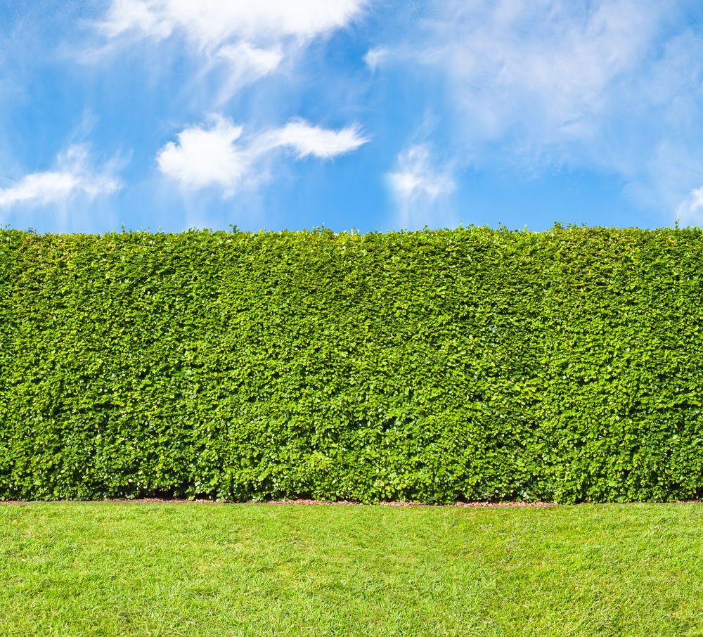 Green Hedge Against a Blue Sky with Fluffy Clouds, Set Above a Grassy Lawn — Young's Lawn Care In Glenden, QLD