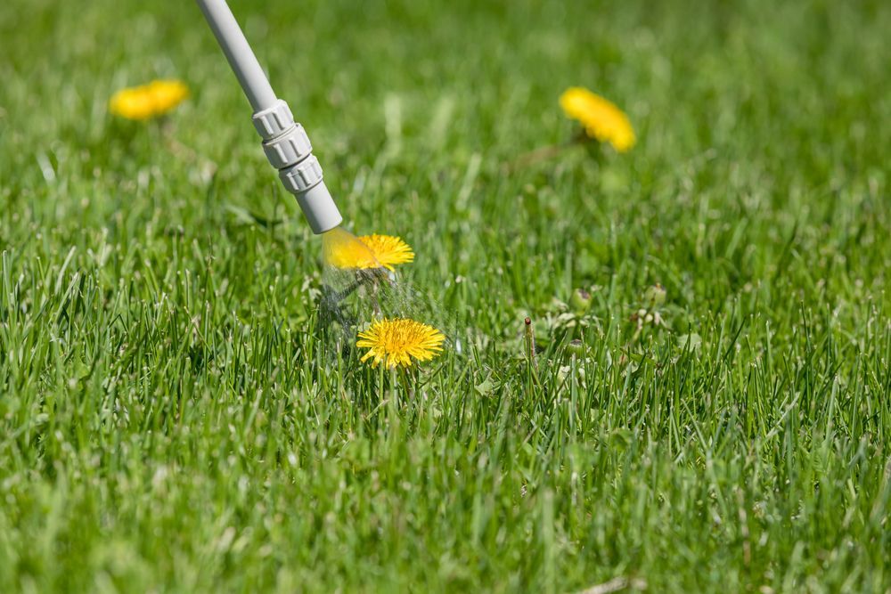 Sprayer Targeting Dandelions in Green Lawn — Young's Lawn Care In Glenden, QLD