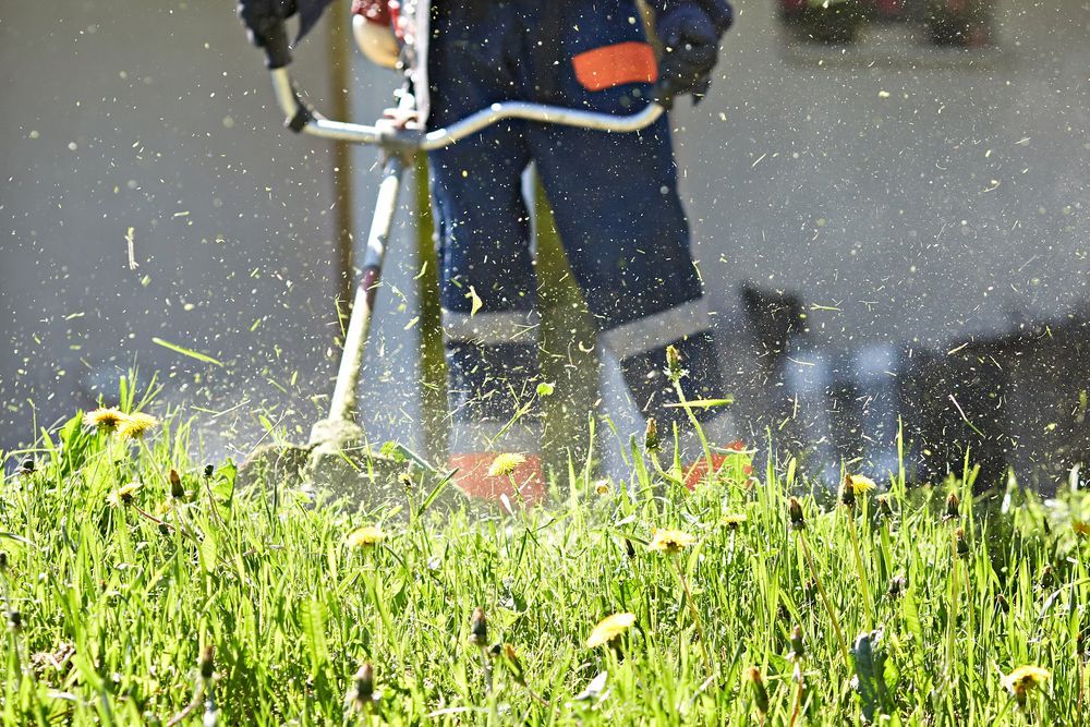 Person Using a String Trimmer to Cut Grass — Young's Lawn Care In West End, QLD