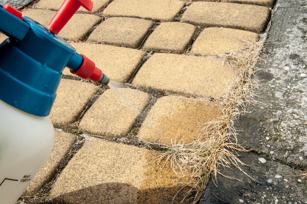 A Person Spraying Weed Killer on Grass Growing Between Paving Stones — Young's Lawn Care In Kelso, QLD