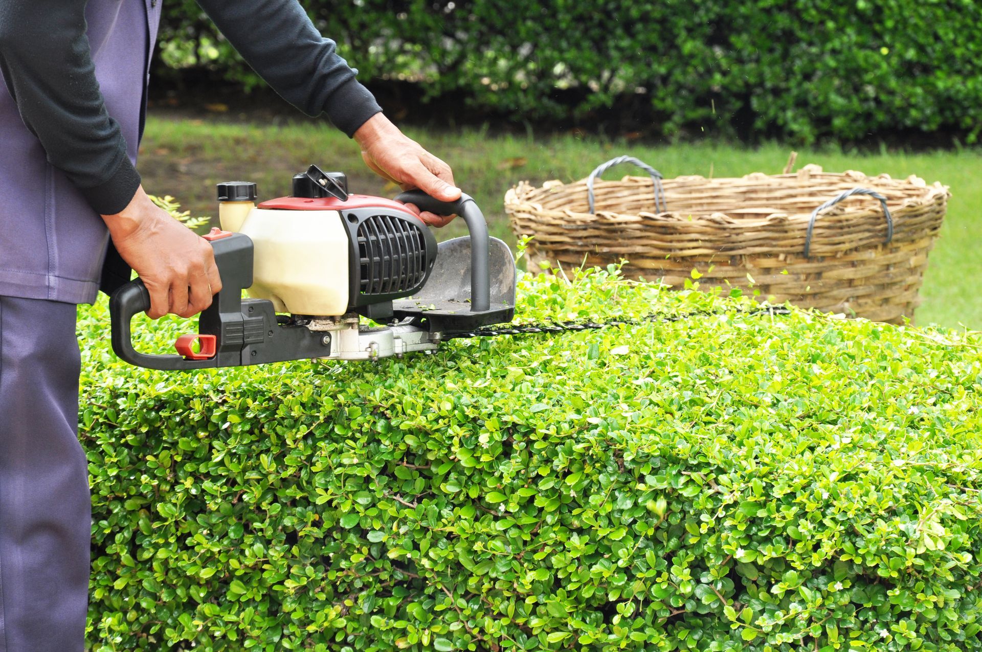 Well-Manicured Green Lawn with Hedges and Trees Under a Cloudy Sky — Young's Lawn Care In Aitkenvale, QLD