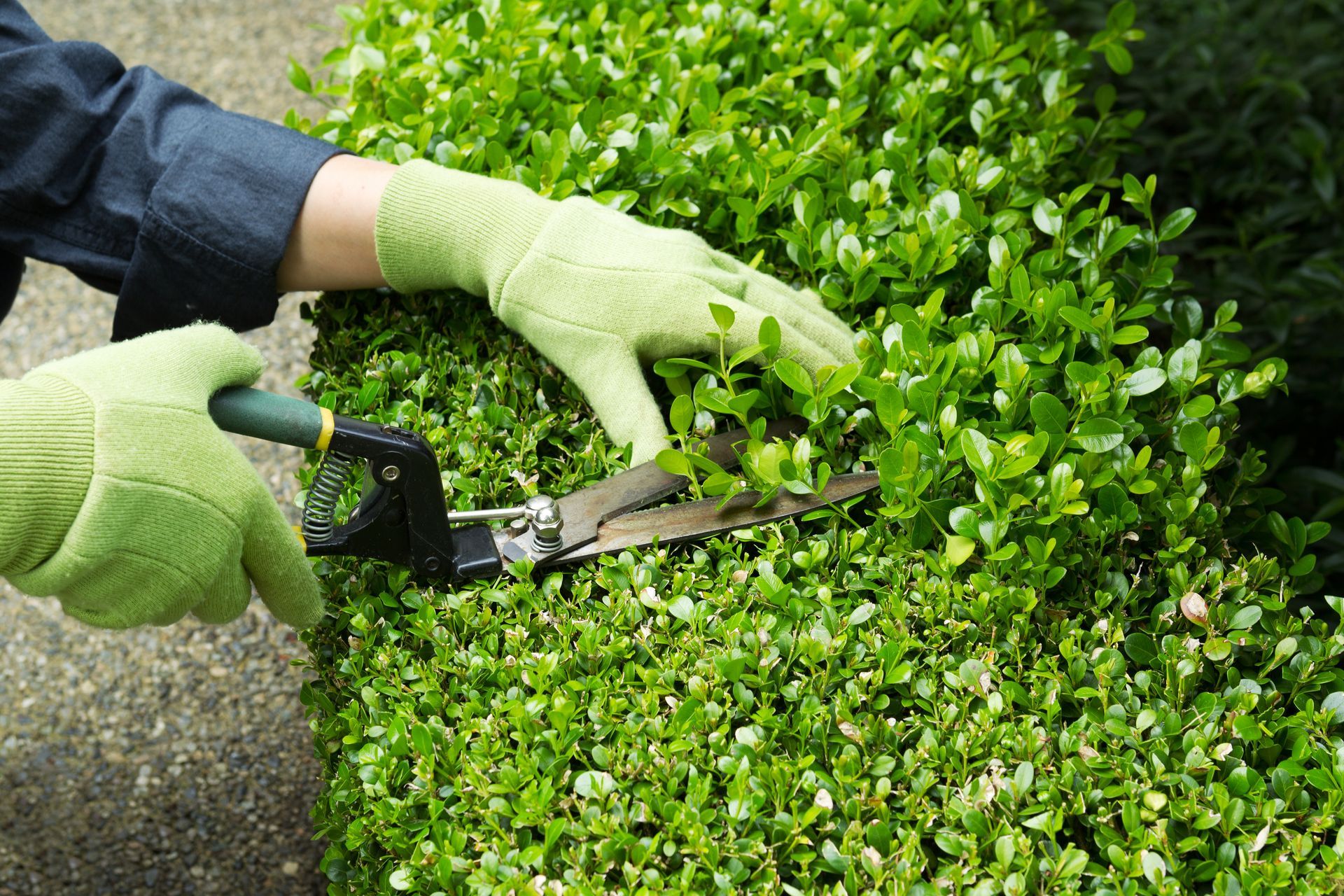 Person Wearing Green Gloves Trimming A Green Hedge With Hand Shears — Young's Lawn Care In Glenden, QLD