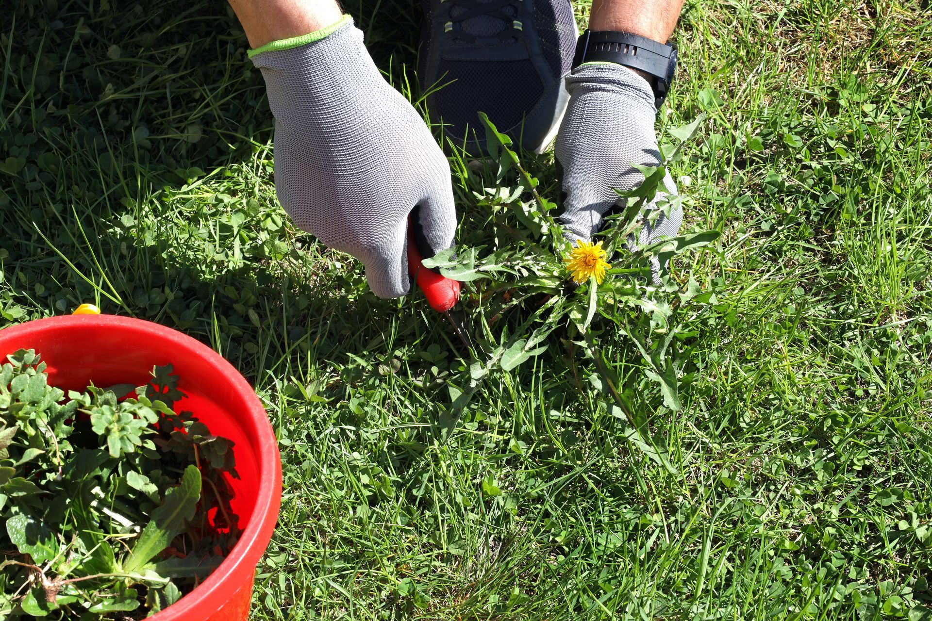 Person Wearing Gloves Weeding a Dandelion from Green Grass with A Red Bucket Nearby — Young's Lawn Care In Glenden, QLD