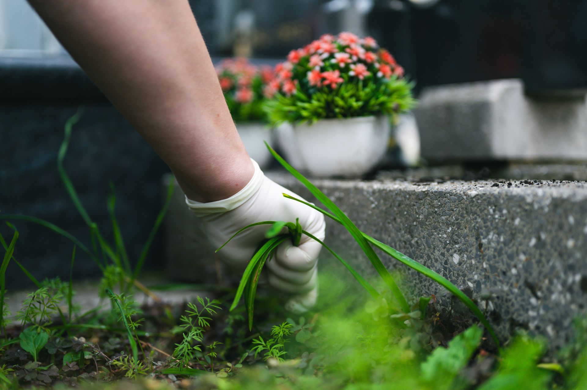 Hand in A Glove Pulling Weeds Near a Tombstone with Flowers — Young's Lawn Care In Aitkenvale, QLD