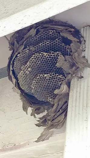 Large, gray wasp nest attached to a white building's underside, showing layered honeycomb cells.