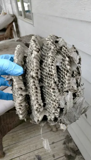 Person wearing a blue glove holding a partially destroyed wasp nest, showing the honeycomb structure. Outdoor setting.
