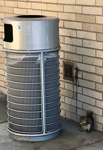 A squirrel sits next to a tall, metal trash can with a cage-like exterior, against a brick wall. It holds food.