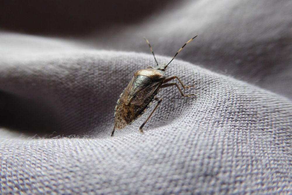 A brown stink bug with long antennae on gray fabric.