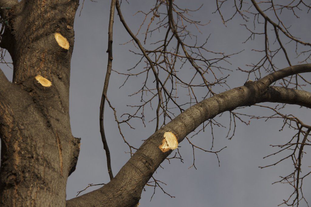 Cevet Tree Care provides tree trimming services in Columbia, Mo