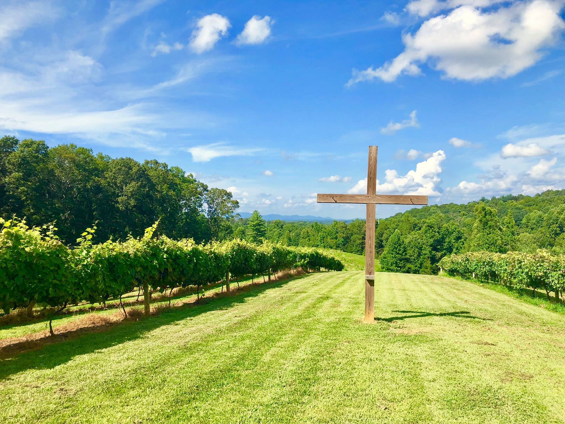 A wooden cross in the middle of a vineyard