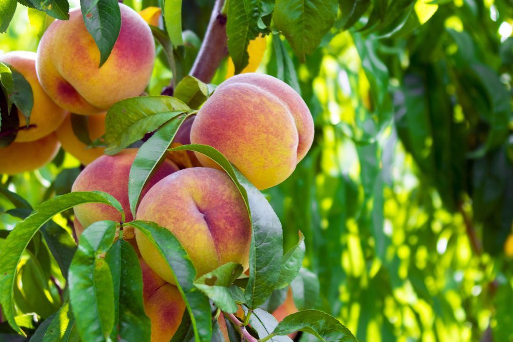 A bunch of peaches hanging from a tree branch.