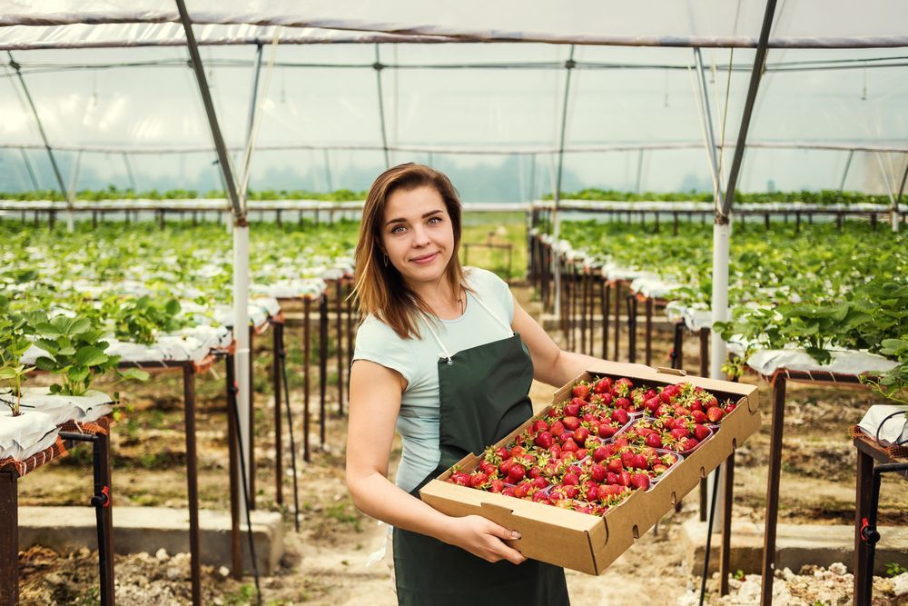 A woman is holding a box of strawberries in a greenhouse.