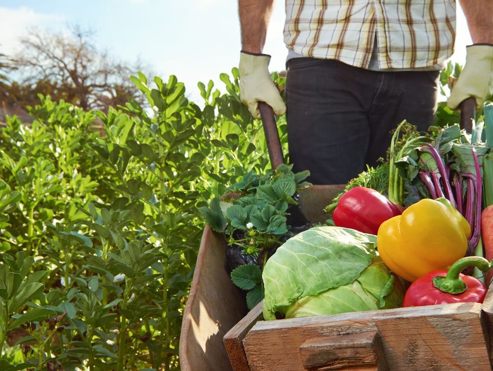 A man is pushing a wheelbarrow full of vegetables.