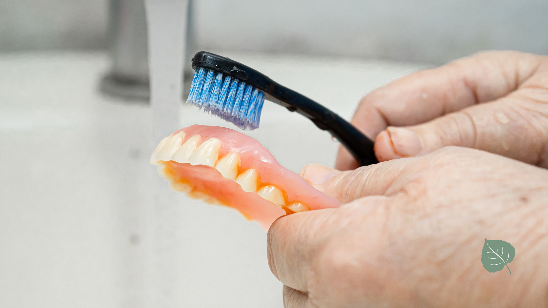 A person is brushing a denture with a toothbrush.