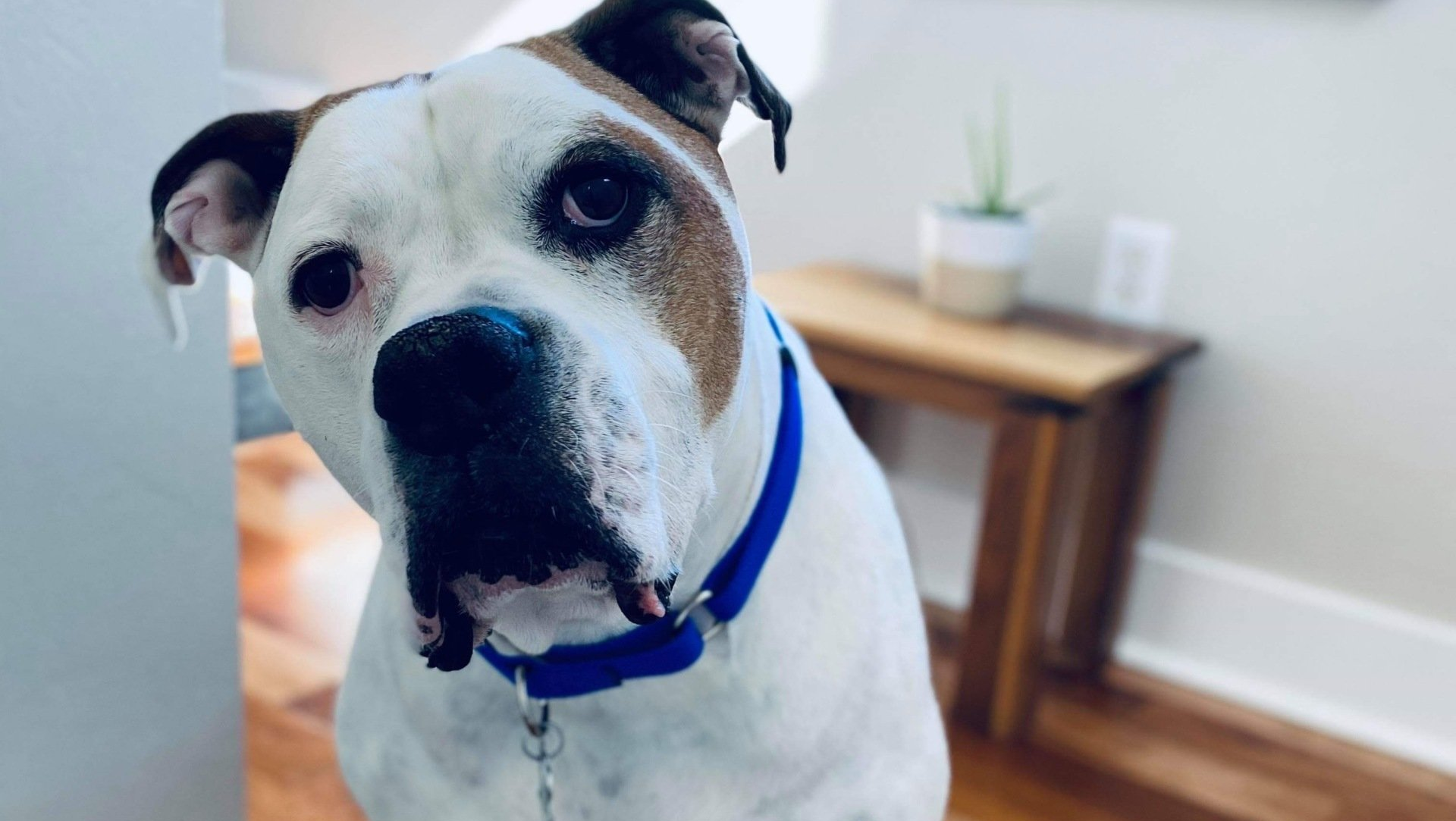 A white and brown dog wearing a blue collar is looking at the camera.