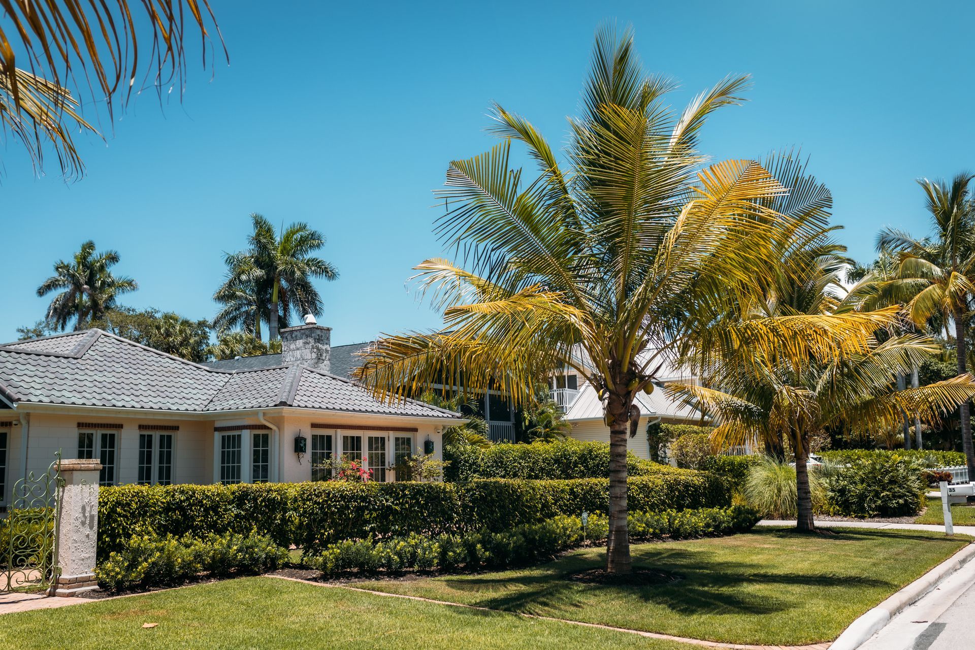 A sunny residential street with palm trees and a house with a green lawn and hedge.