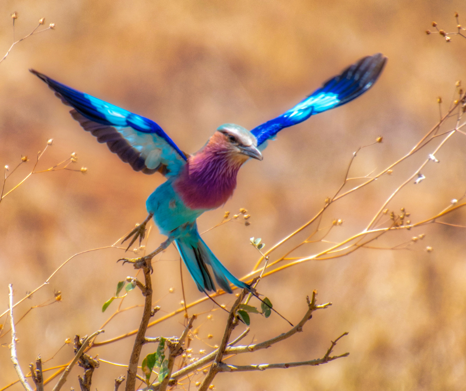 Lilac-breasted roller bird with vibrant blue and purple wings perched on a branch, taking flight.