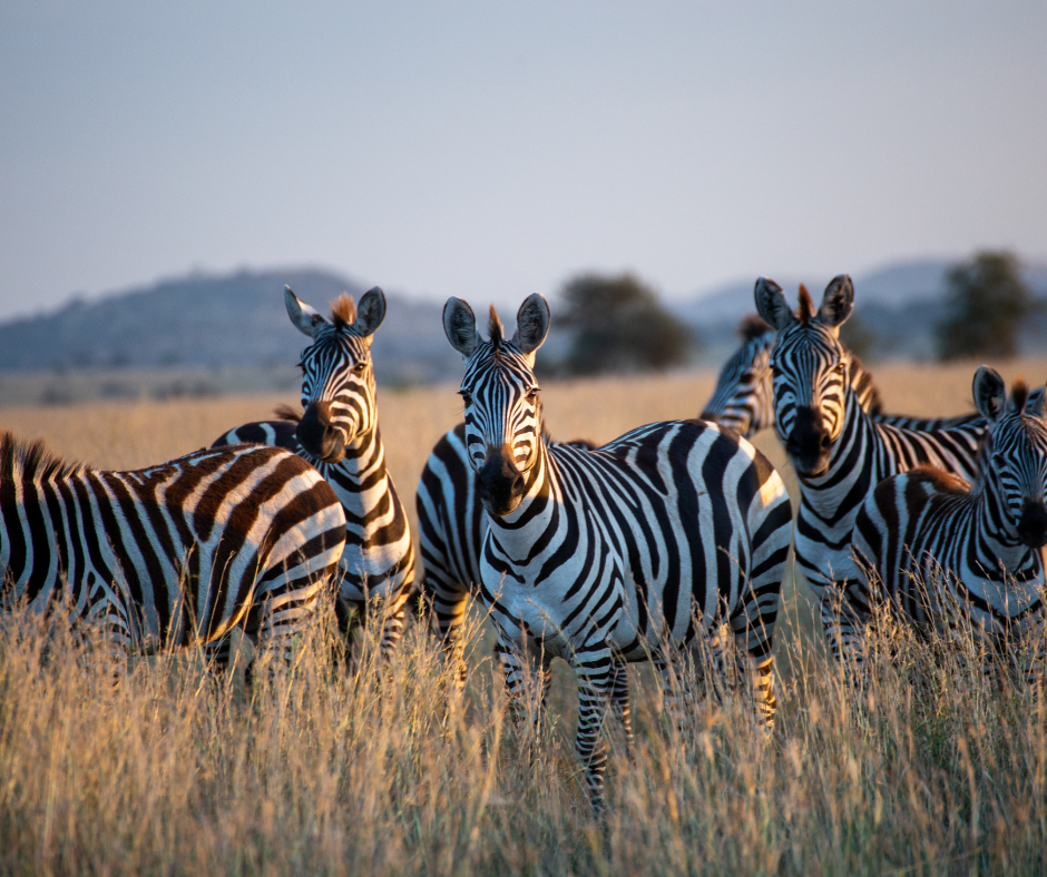 Zebras stand in tall, dry grass, with a background of hills and a pale sky.