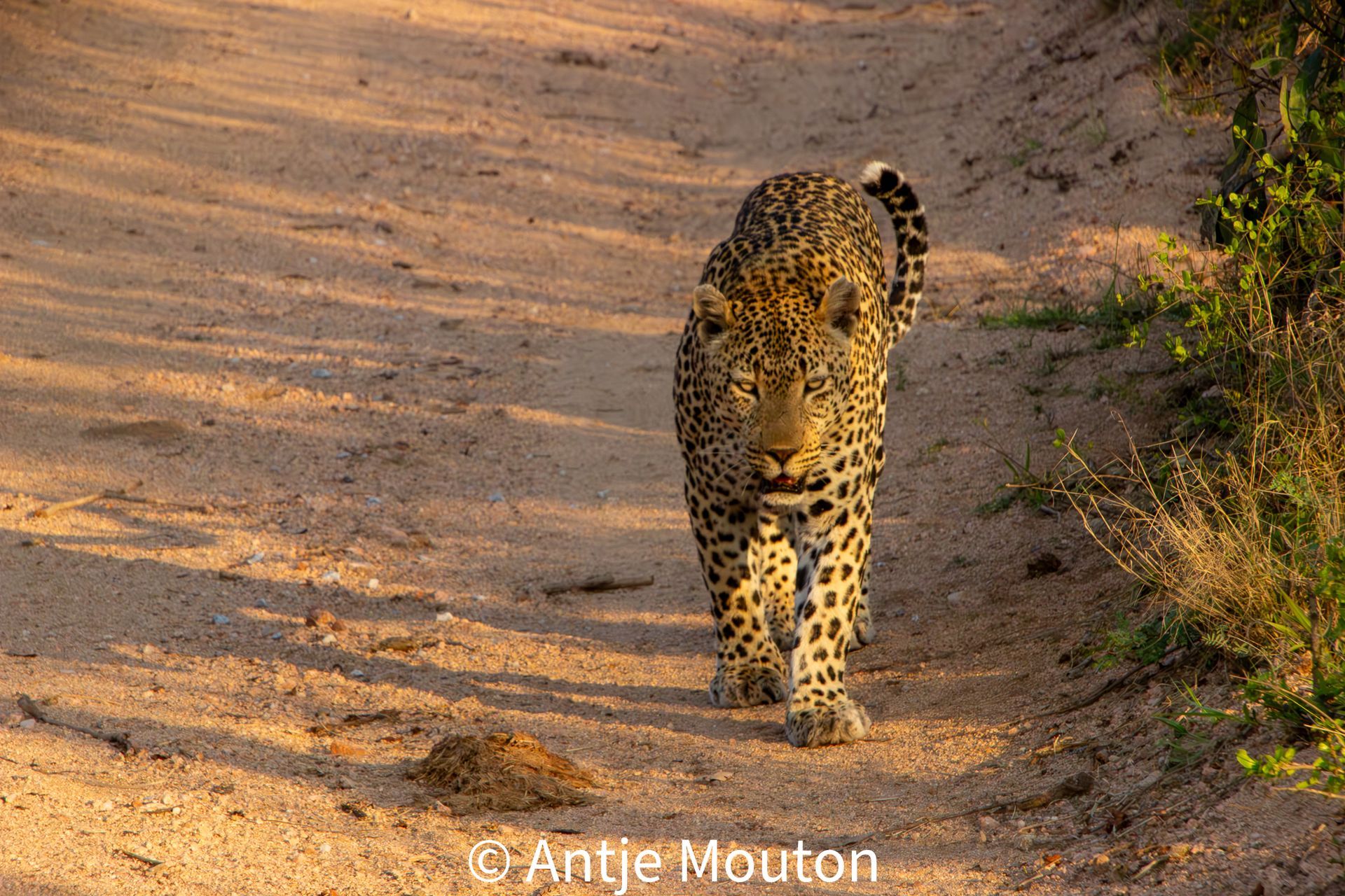 Leopard walking on a dirt road, spotted fur, tail up, in a natural setting.