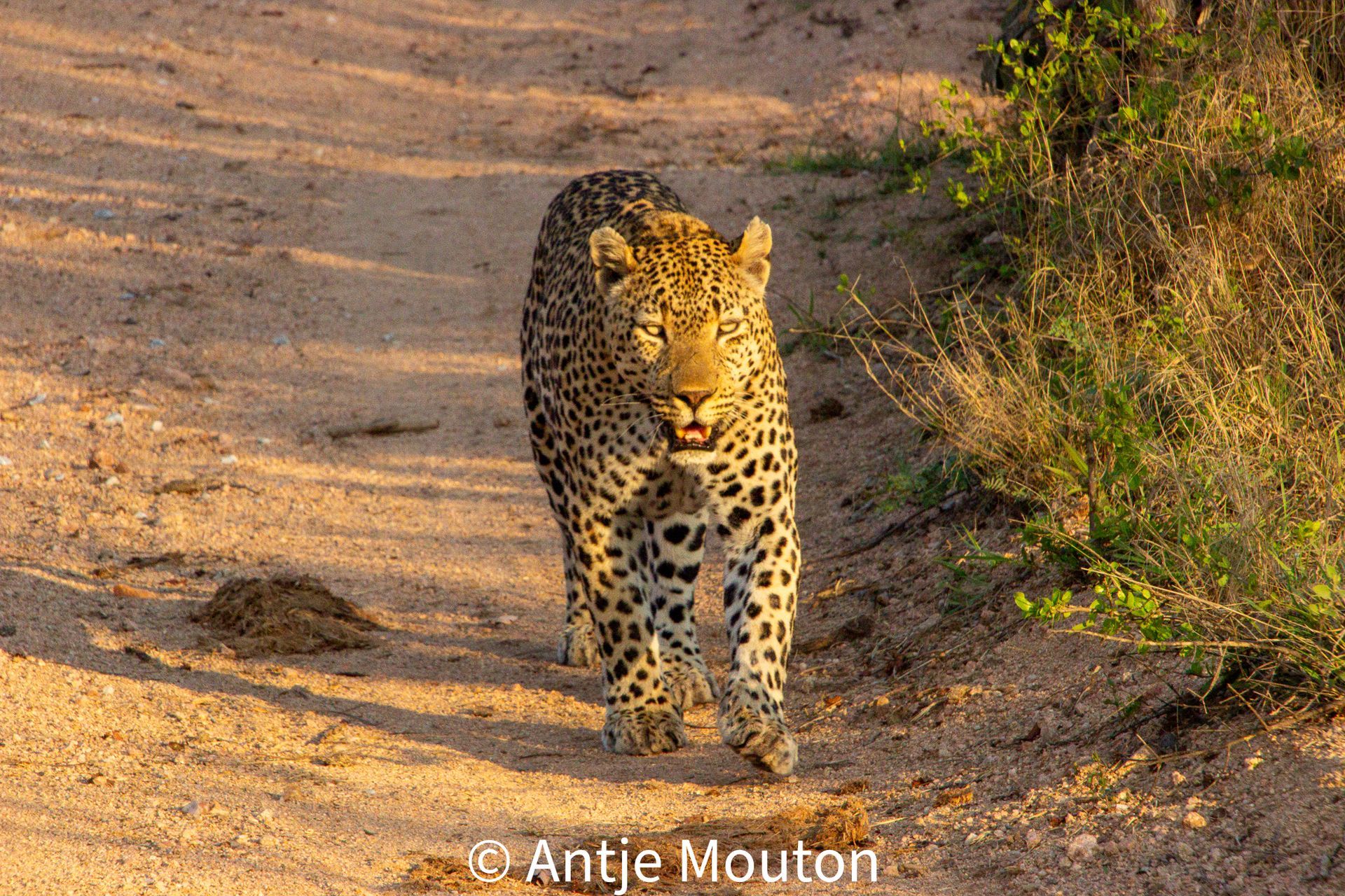 Leopard walking on a dirt road, spotted coat, open mouth. Golden light, savanna setting.