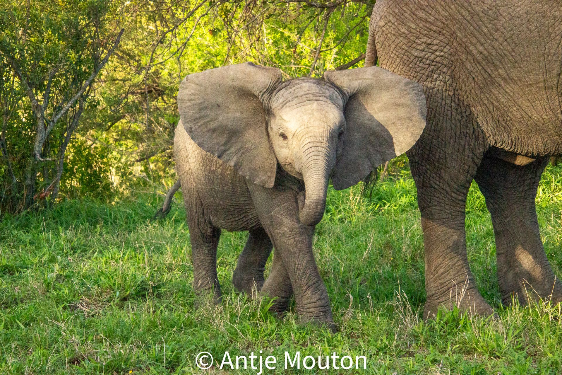 Baby elephant walking near a larger elephant in grassy area.