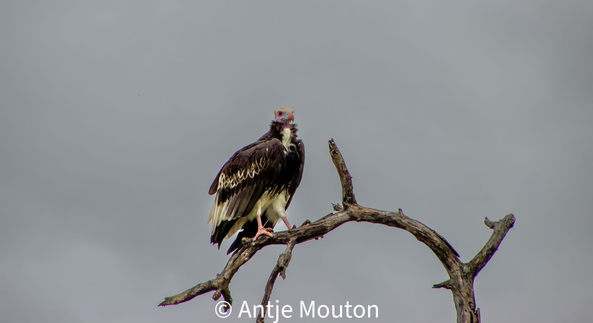 A large, dark vulture with a bald head perched on a bare, curved tree branch against a gray sky.