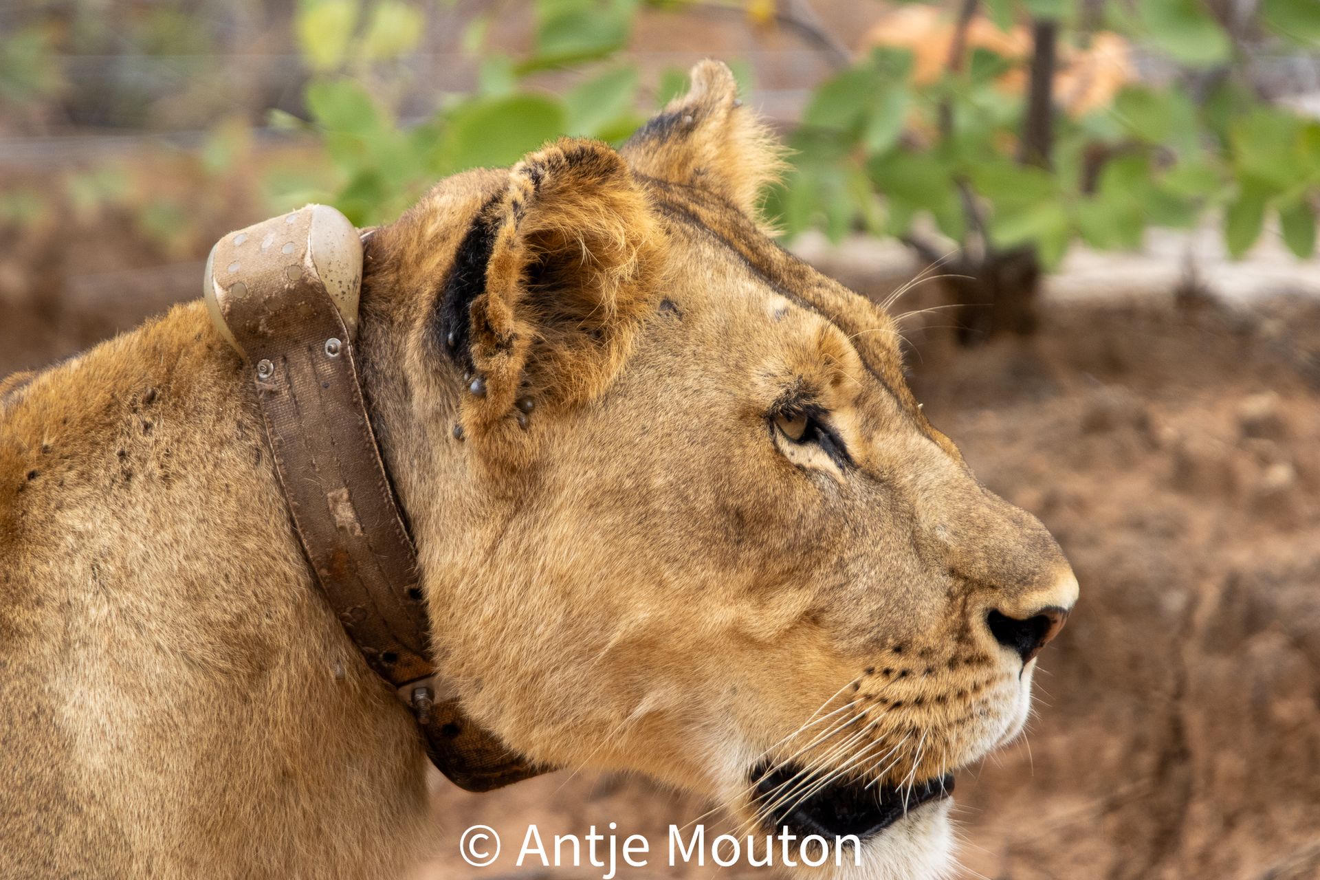 Lioness with a tracking collar, looking to the right, outdoors.