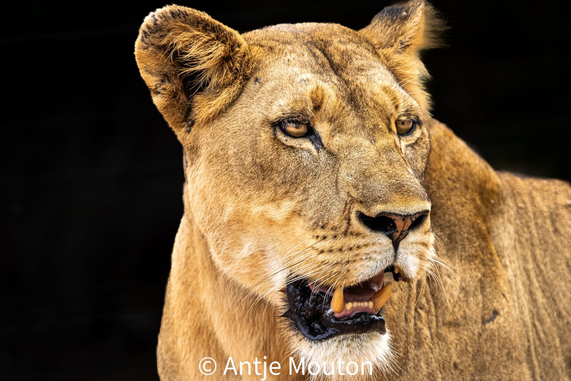Lioness with focused expression, tawny fur, open mouth, black background.