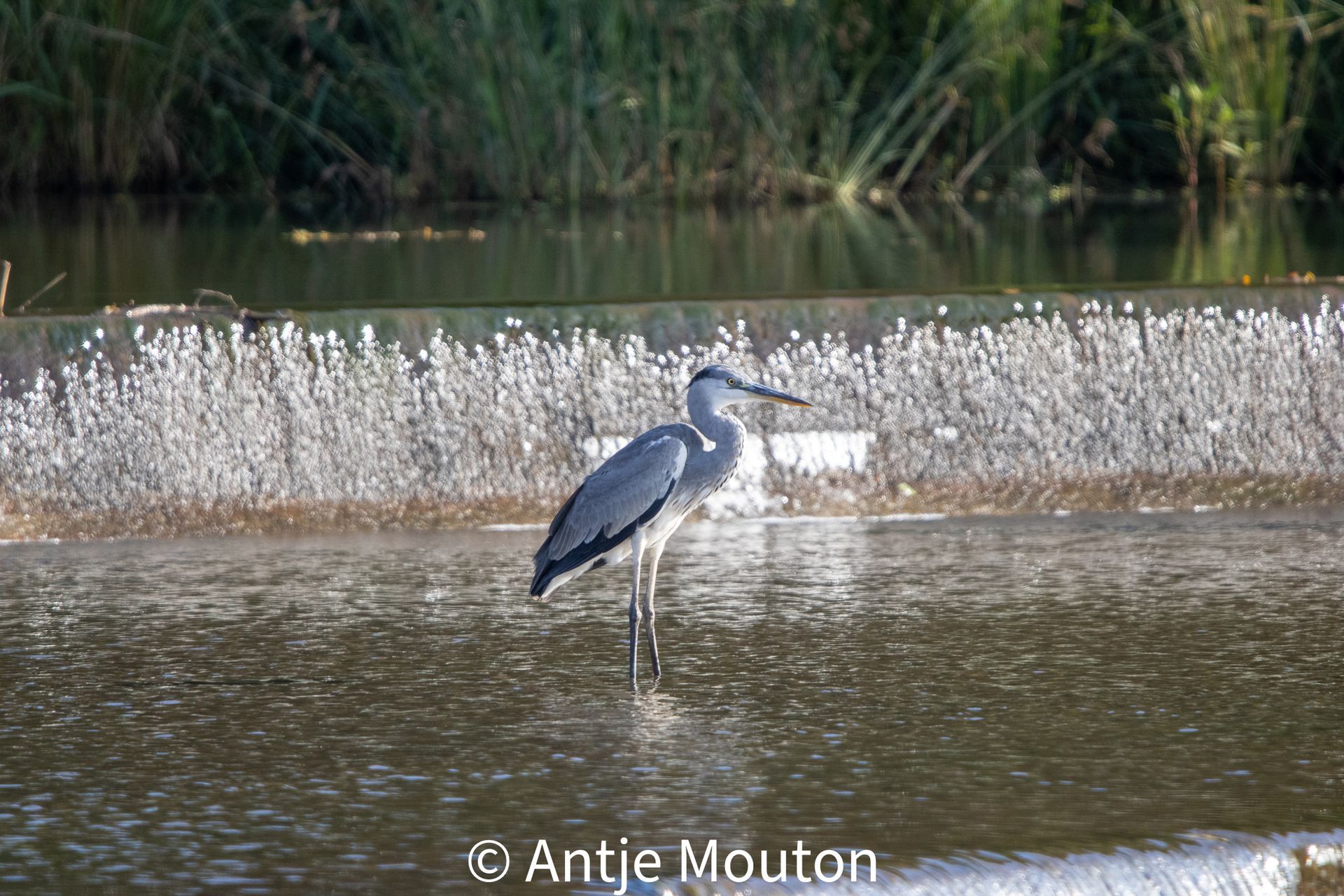 Grey heron standing in water near a small waterfall, with reeds in the background.