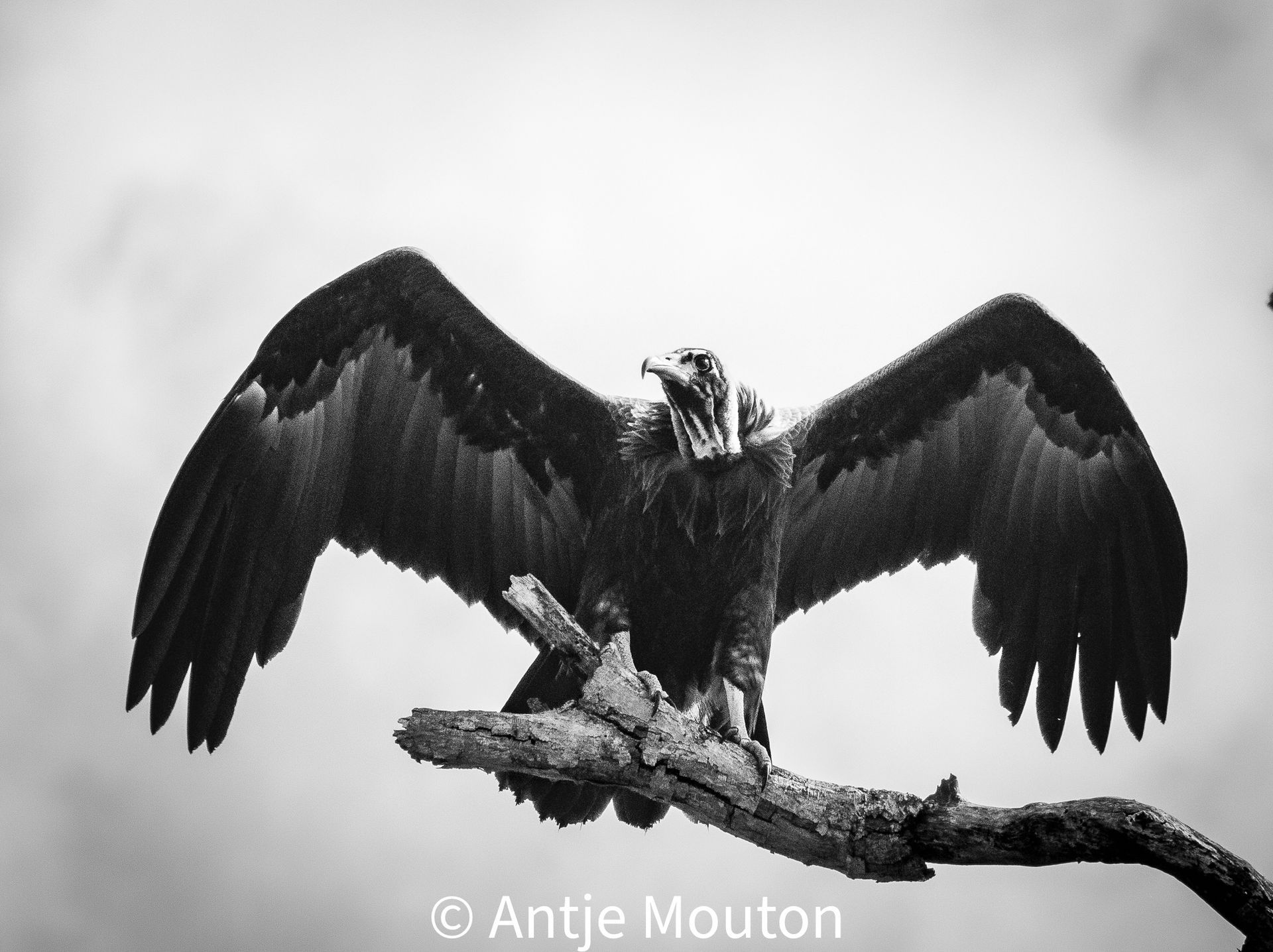 Vulture with wings spread perched on a tree branch, black and white.