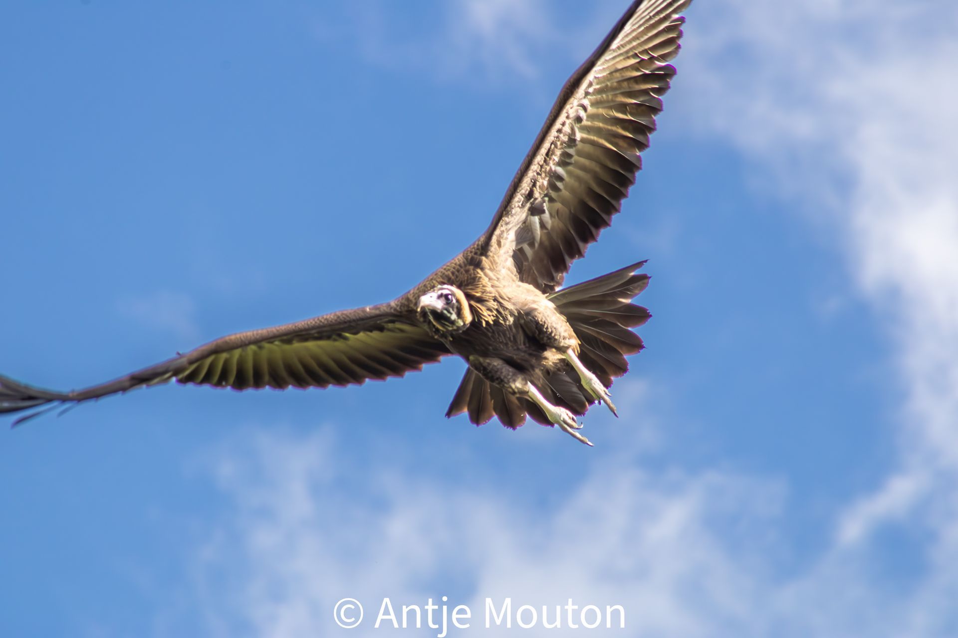 A vulture flying in a blue sky, wings spread wide, looking directly at the camera.