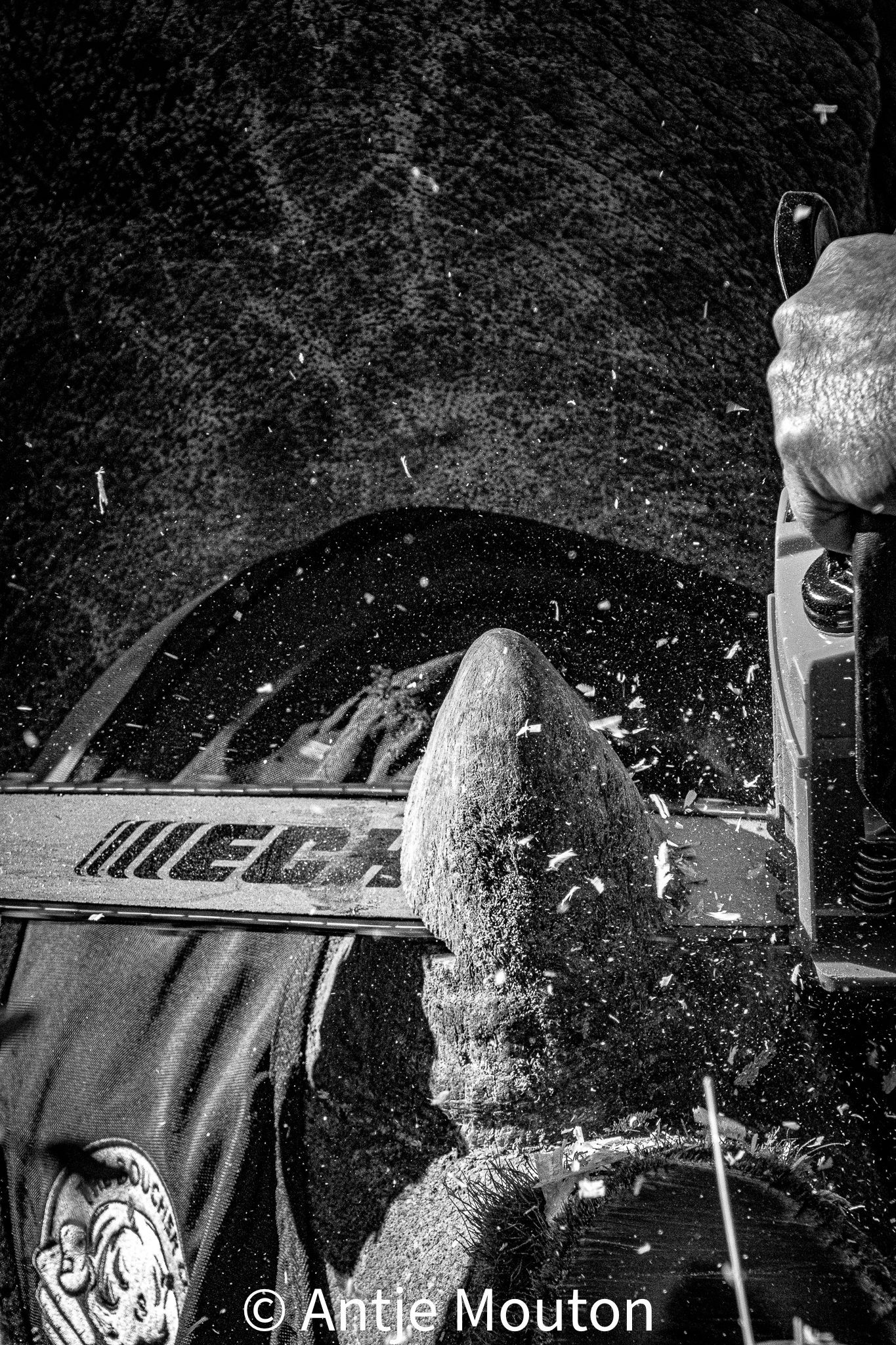 Chainsaw cutting wood, sawdust flying. Black and white.