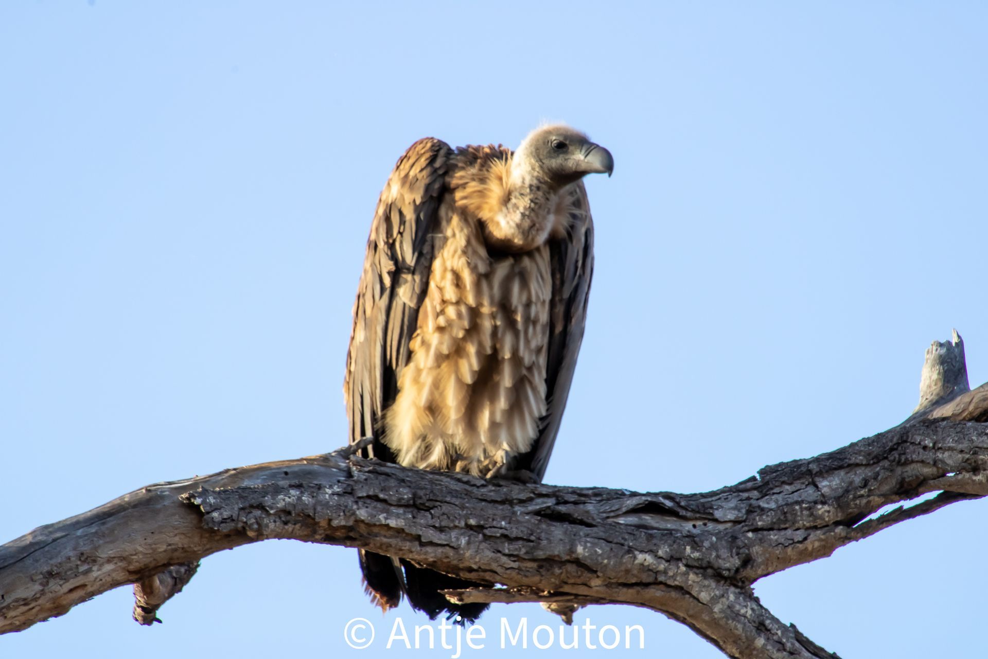 Vulture perched on a tree branch, tan and brown feathers, pale head, against a blue sky.