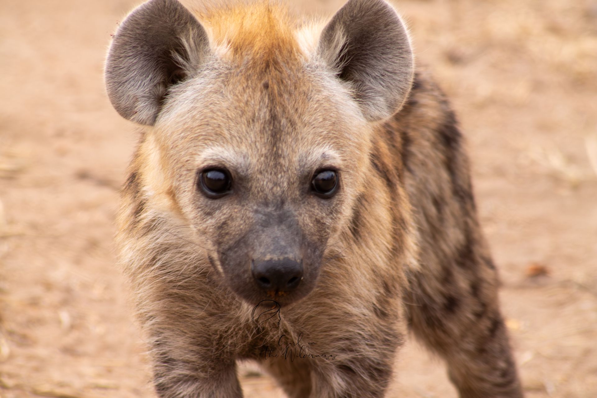 A baby hyena with soft brown fur and dark eyes staring directly at the camera.