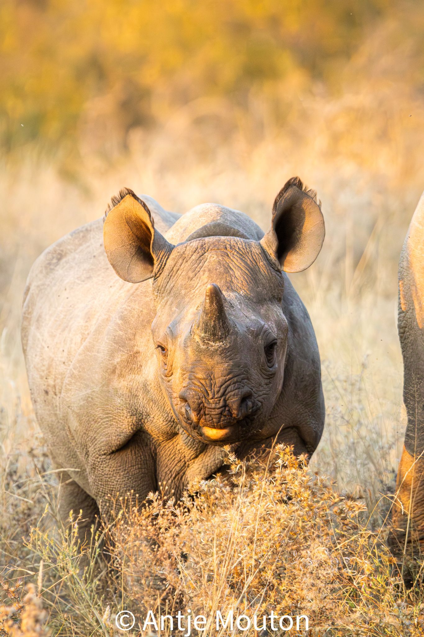 Black rhinoceros standing in tall dry grass.