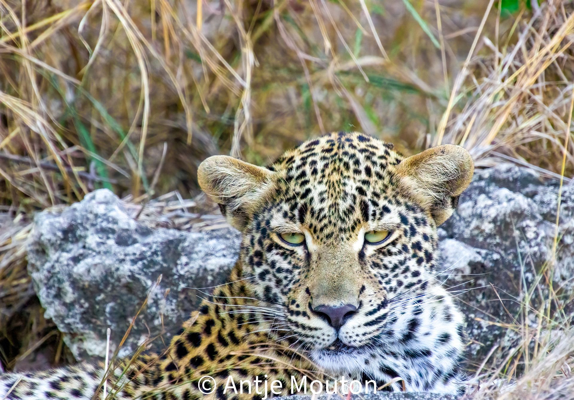 Leopard resting on a rock with spotted fur; head and eyes visible, looking directly at the viewer.