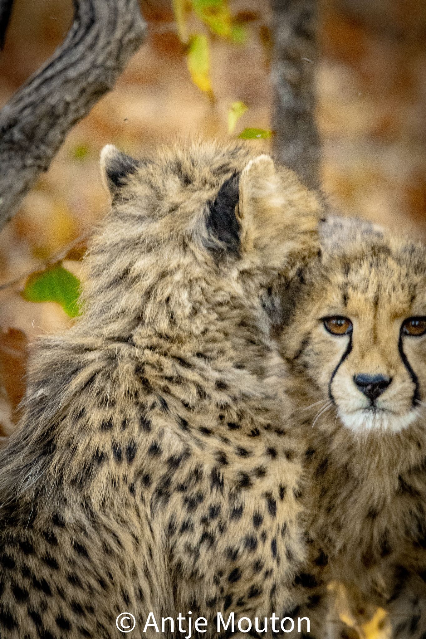Cheetah cub snuggles against an adult. The cub looks at the camera. Sparse vegetation in the background.