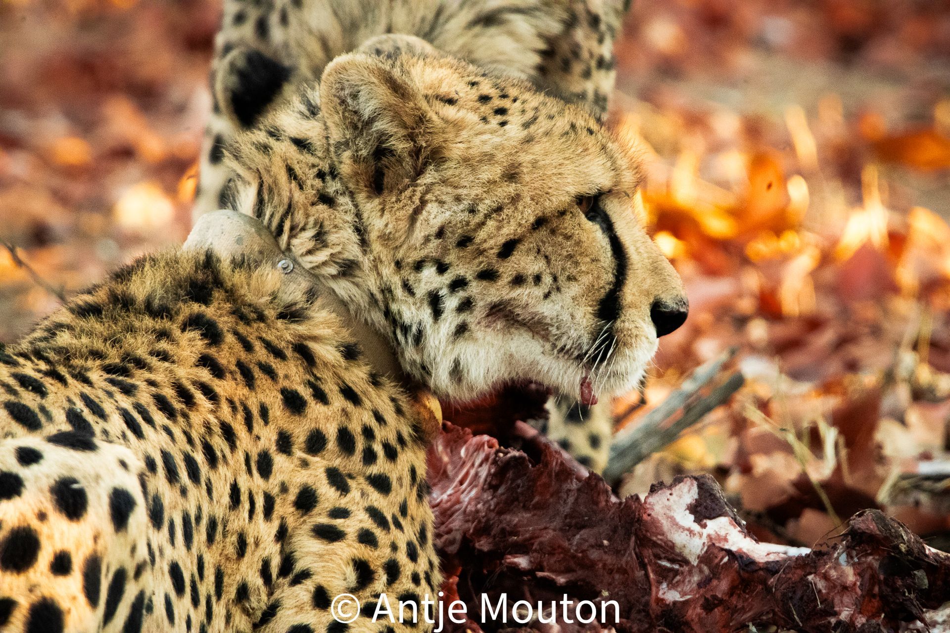 Two cheetahs eating bloody meat on the ground; autumn leaves surround them.