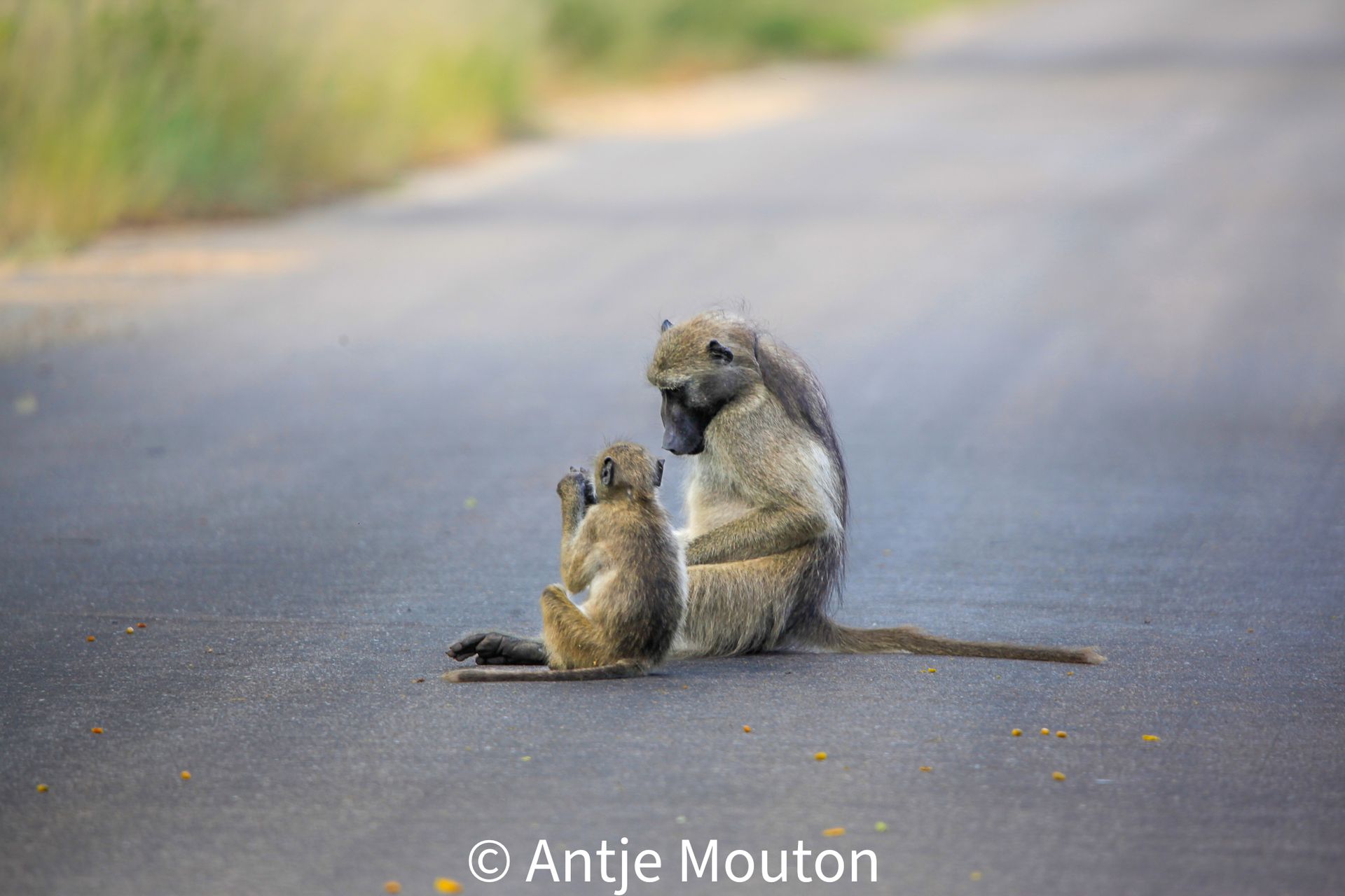 Baboon mother and infant sitting on an asphalt road. The mother grooms the young one in a sunny setting.