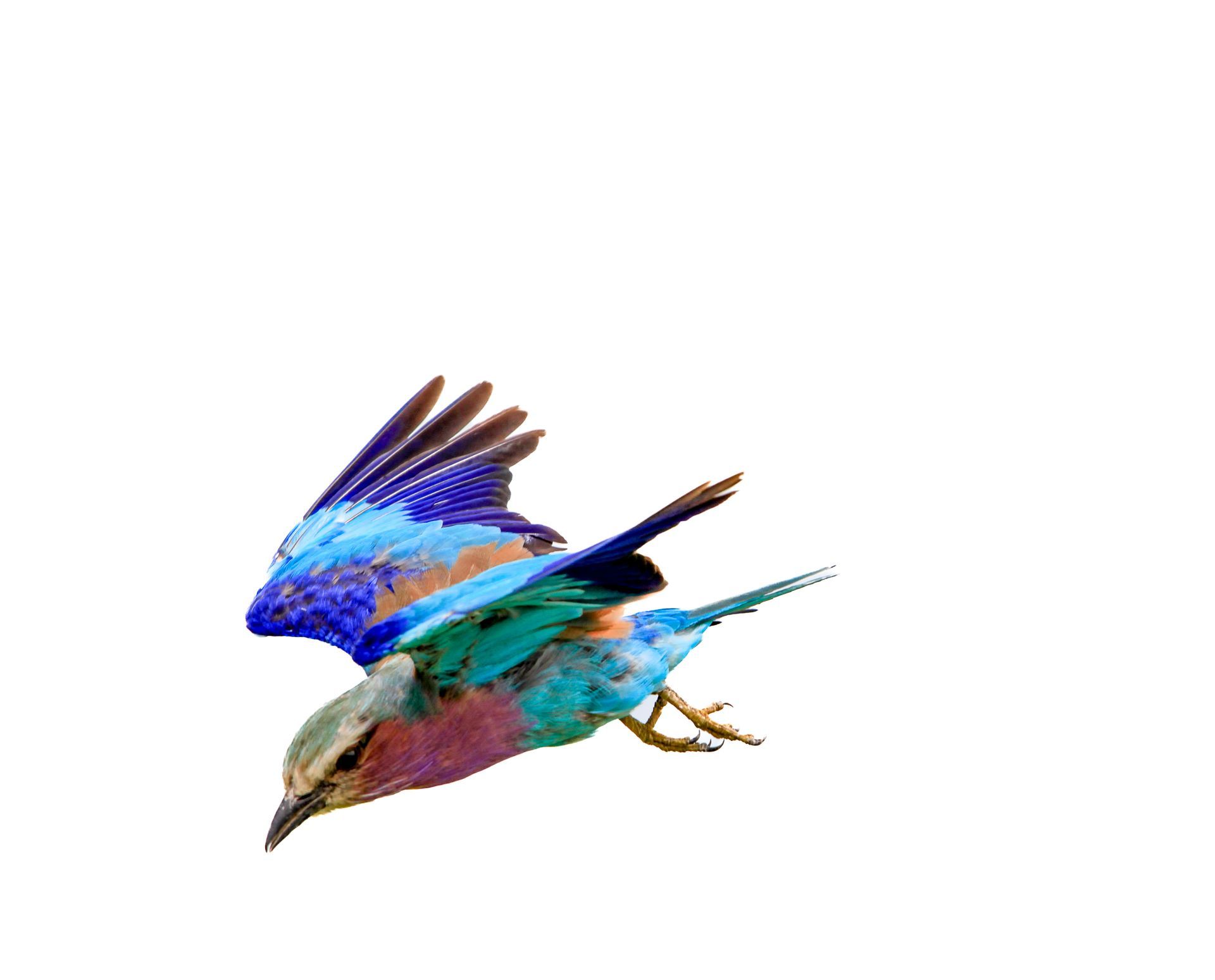 Lilac-breasted roller bird in flight with vibrant blue, turquoise, and purple plumage against a white background.