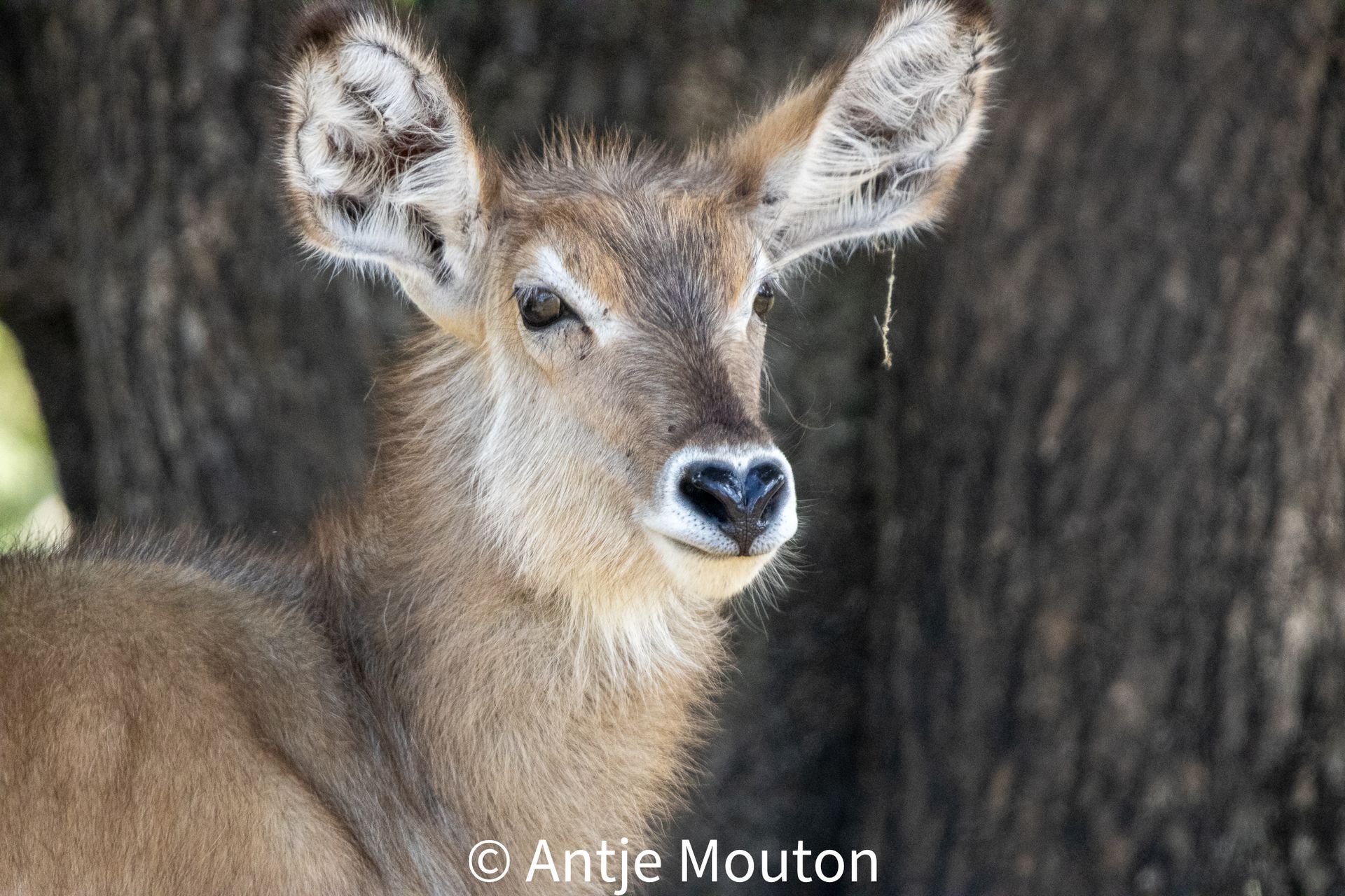 Waterbuck calf with a light brown coat, attentive expression, against a blurred tree trunk backdrop.