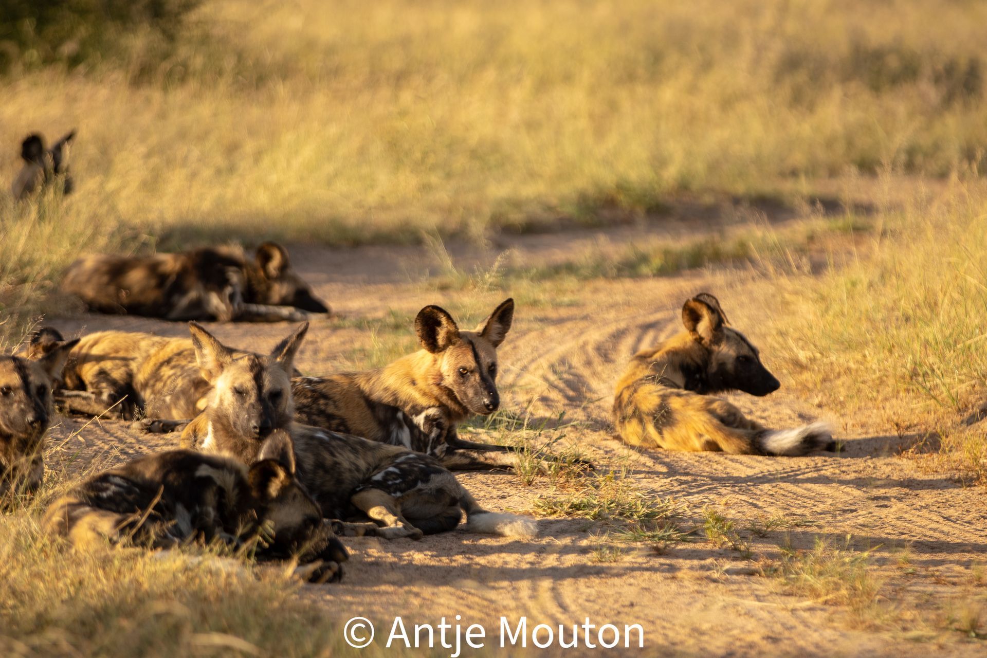 African wild dogs, resting on a dirt road in a grassy plain; golden light.