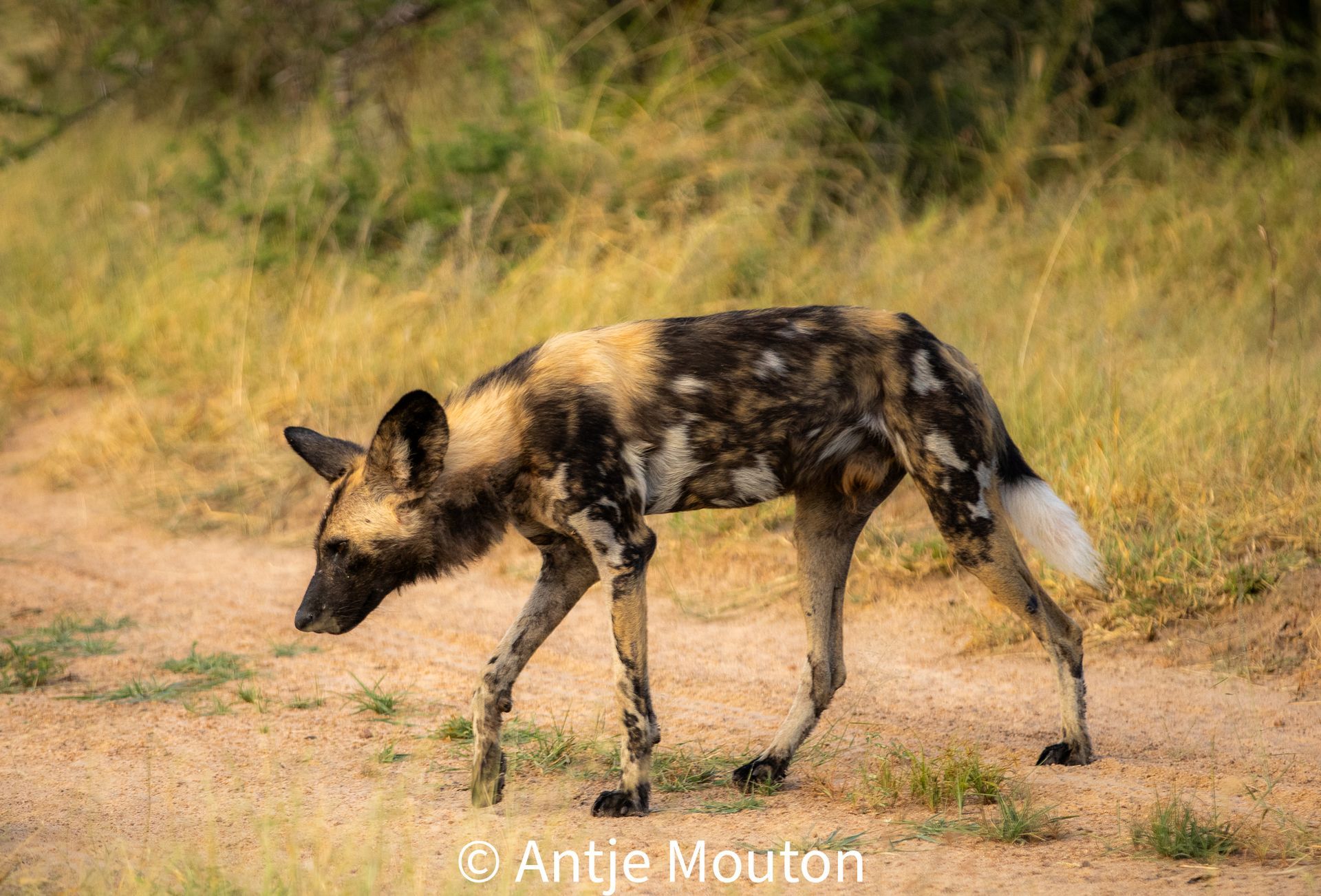 African wild dog walks on dirt path. Spotted coat, tan and black, with a white tail.