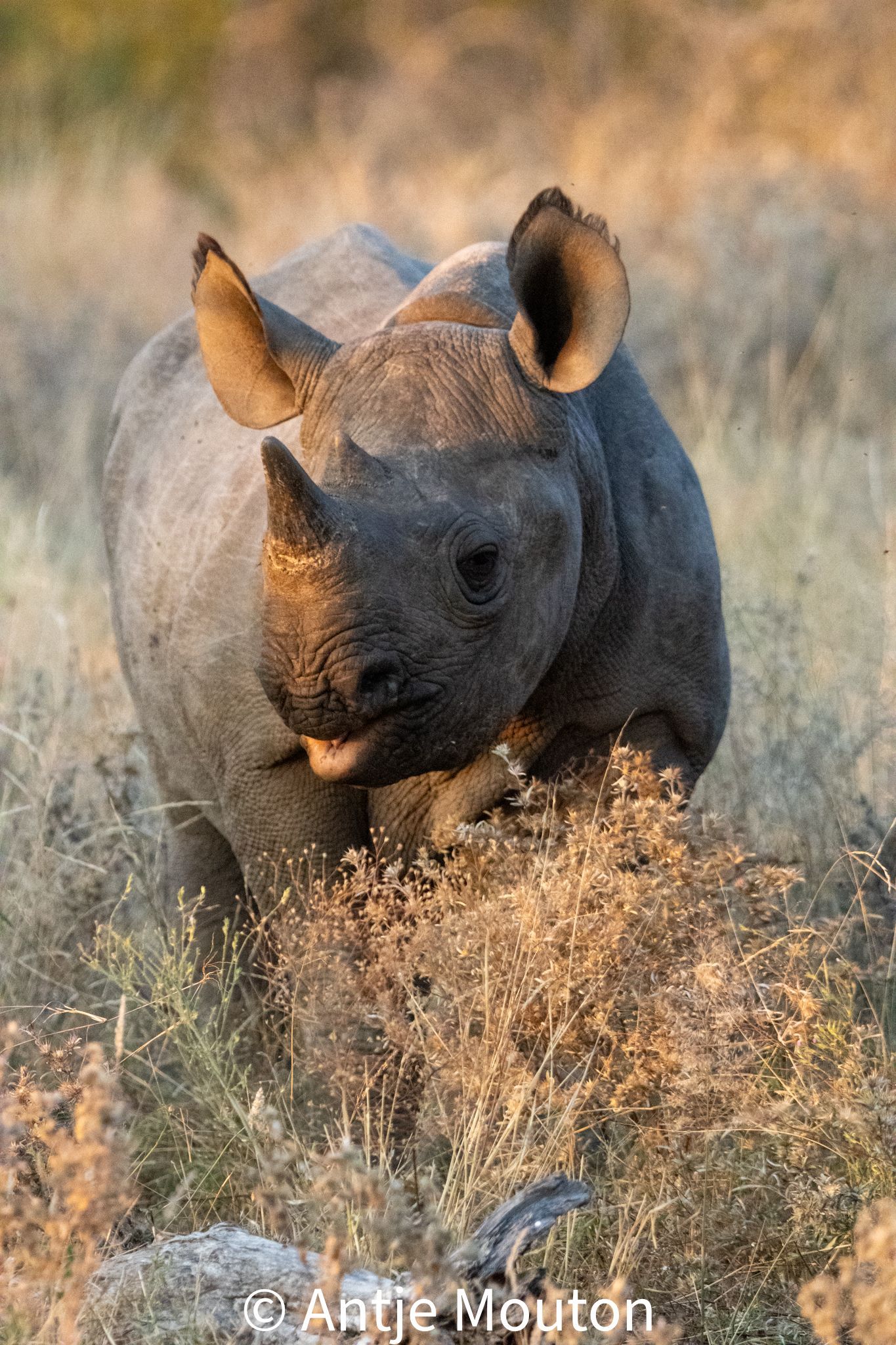 Black rhinoceros standing in tall grass, lit by sunlight.