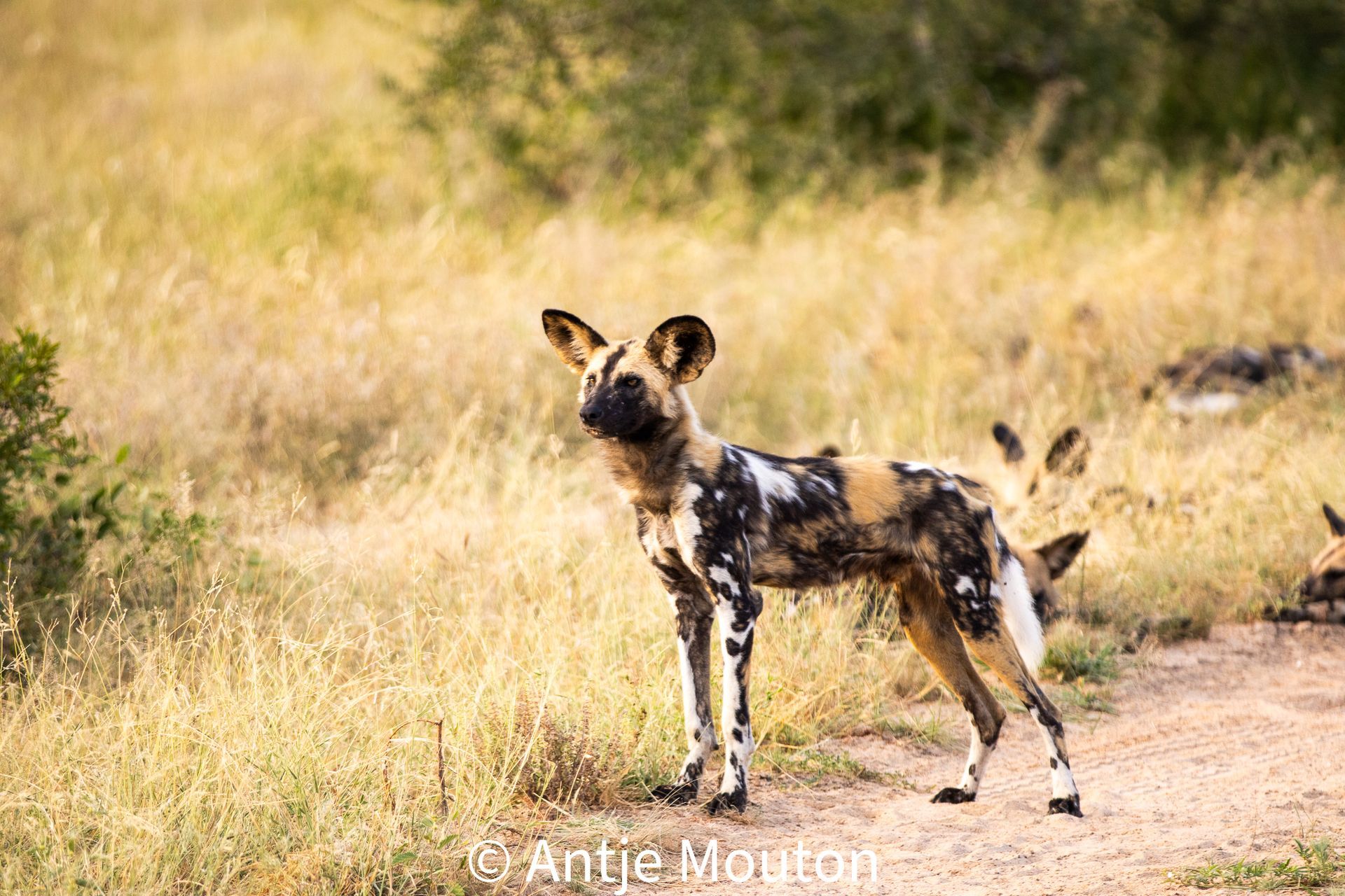 African wild dog standing in tall grass, looking alert. Other dogs visible in background.