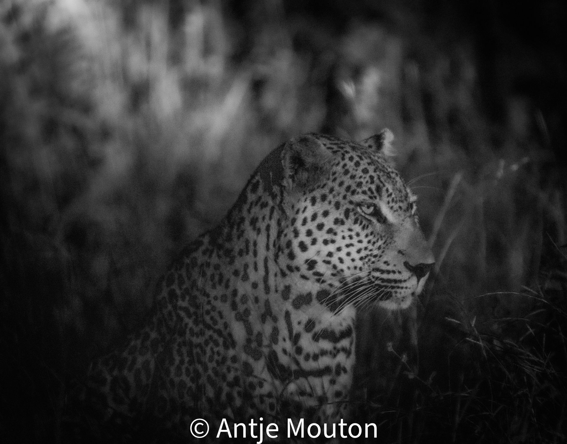 Leopard in tall grass, looking right. Black and white photo with dappled light.