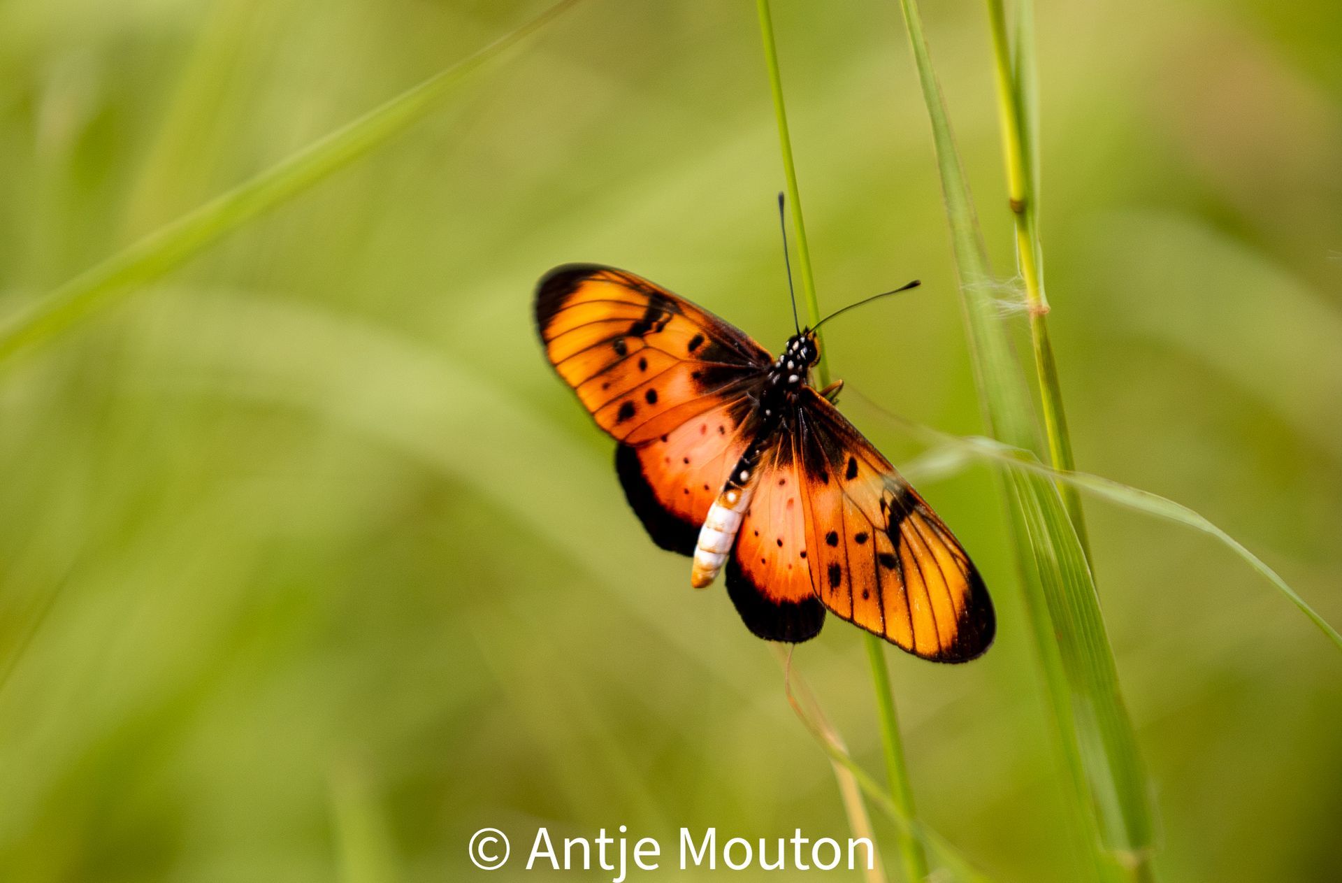 Orange and black butterfly perched on green grass.