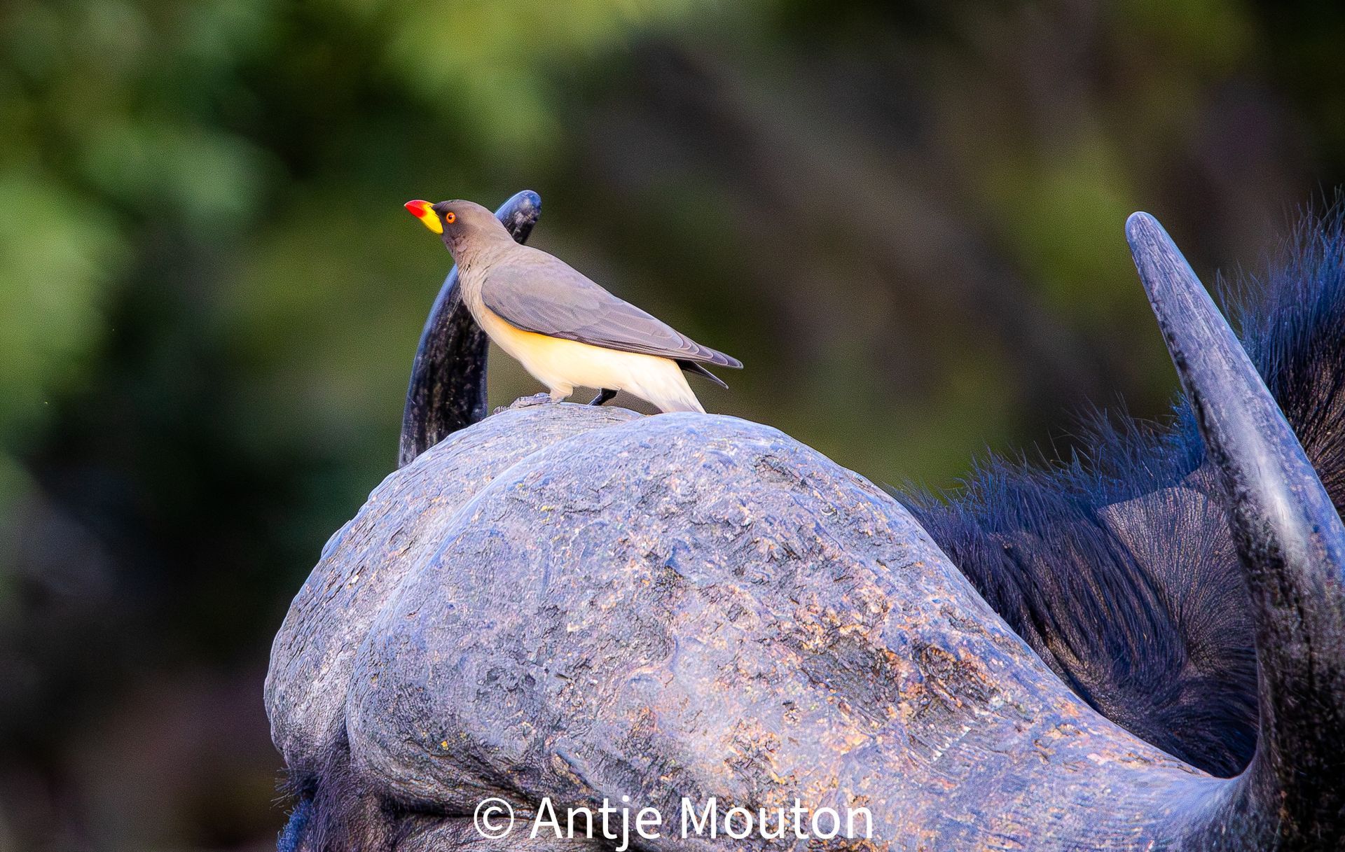 Bird with orange beak perched on the head of a dark blue wildebeest, set against green foliage.