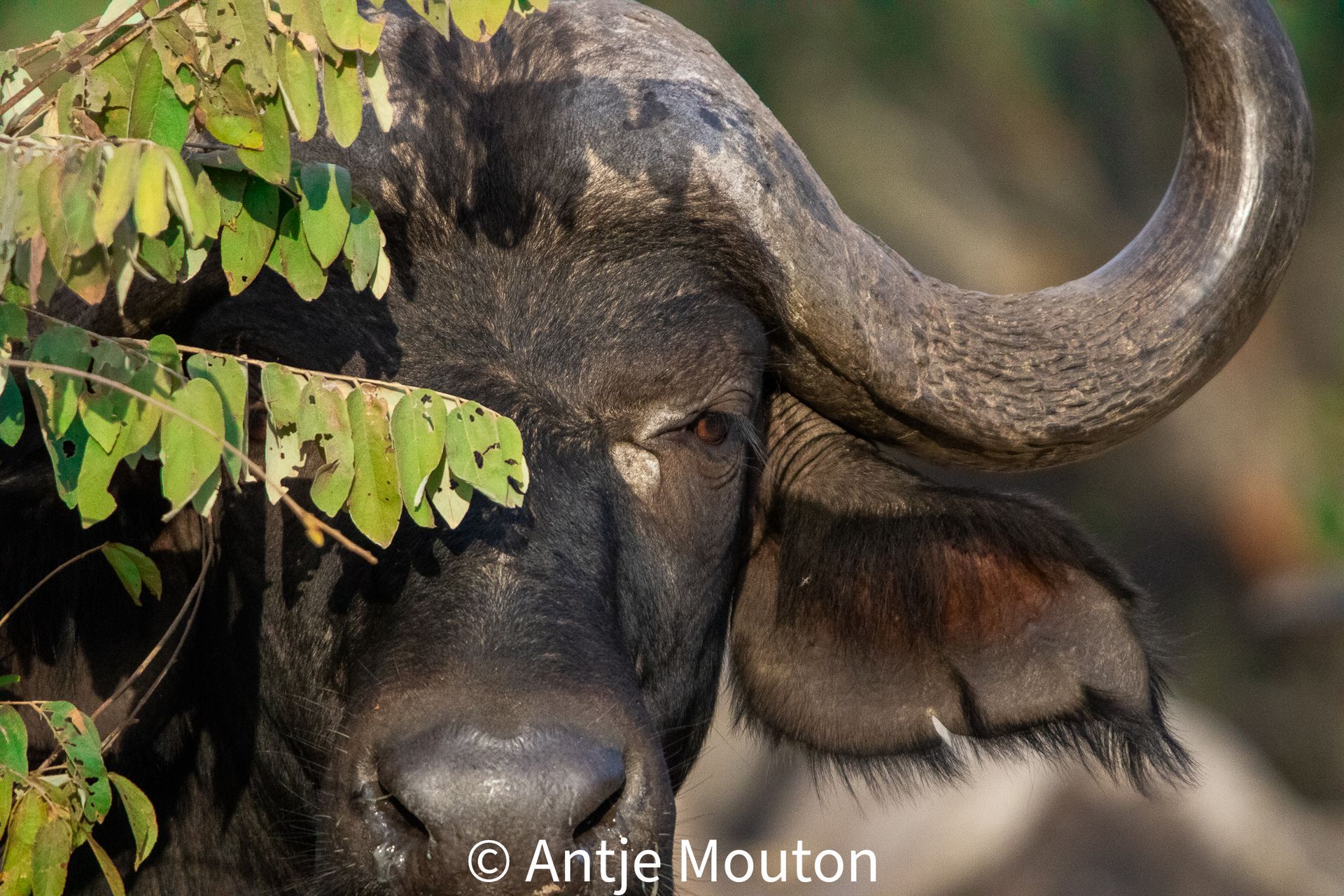 Close-up of a Cape buffalo behind green leaves, showing its dark face, large horns, and ear.
